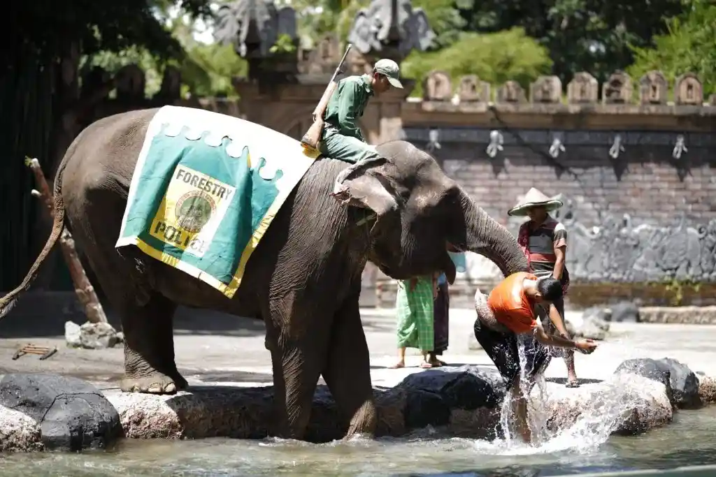 Bali Safari Marine Park Harga Tiket Dan Wahana Terbarunya Goers